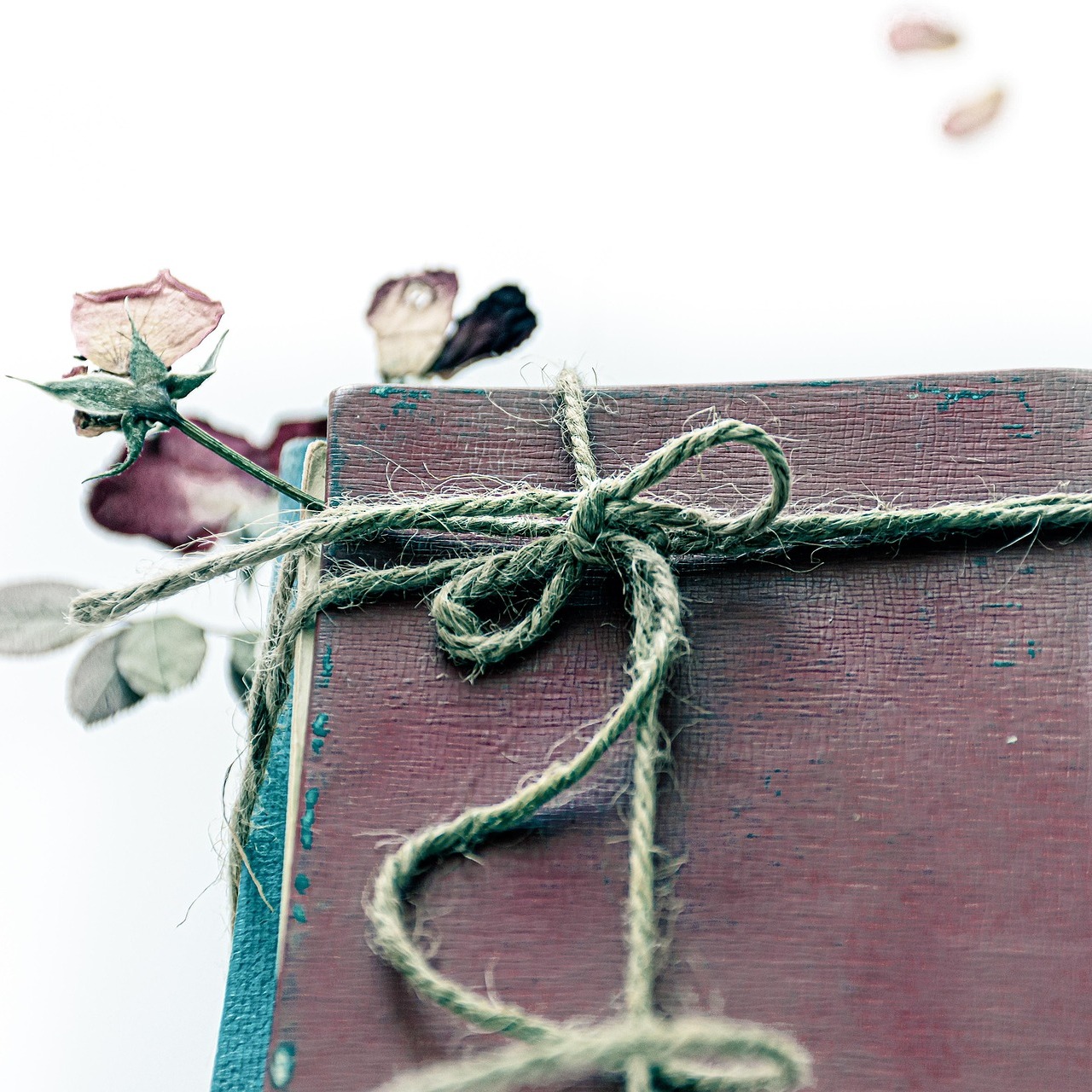 Pressed, Sketched, & Observed: Making a Plant Book — May 14 - logo